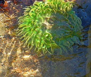 Sea anemone at Simpson Beach
